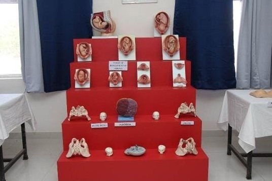Foetal development & pelvis models