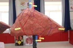Organ models
