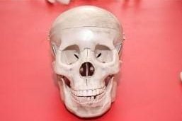 Human skull model